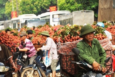 Người Hà Nội ra đường cũng mua được vải thiều 'xịn'