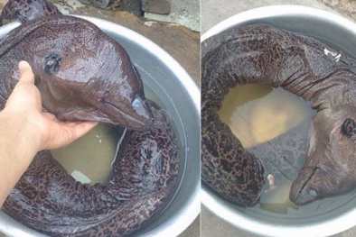 Nam Định: Xuất hiện cá khủng long quái dị gây xôn xao