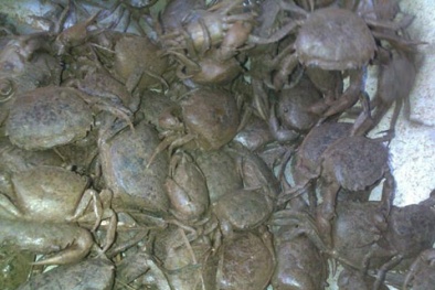 Hà Nội: Giá cua đồng đắt nhất cả nước