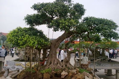 Kỹ thuật trồng và chăm sóc cây cảnh cho dáng nghệ thuật