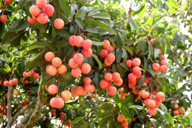 Kỹ thuật và kinh nghiệm trồng cây vải thiều cho quả sai, không sâu bệnh