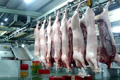 Học cách giết mổ lợn nhân đạo