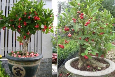 Cách trồng và chăm sóc cây cảnh trong chậu đúng cách nhất 