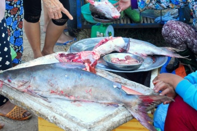 Ngư dân trúng đậm mẻ cá thiếu 4 tỷ đồng sau 3 ngày ra khơi
