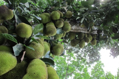 Kỹ thuật trồng mít 'sai' trĩu quả 