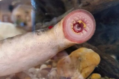 Giải mã bí ẩn cá 'ma cà rồng' liên tục rơi từ trên trời xuống ở Mỹ