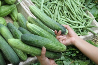 Cách chọn mua dưa chuột ngon không đắng