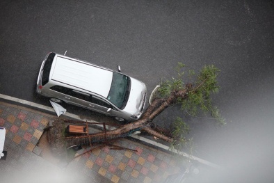 Cuồng phong kinh hoàng tại Hà Nội: Ngổn ngang cây bật gốc