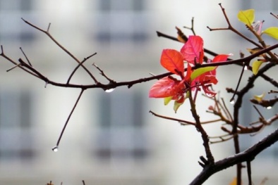 Dự báo thời tiết ngày mai 14/6/2015: Bắc Bộ mưa dông, đề phòng tố lốc 