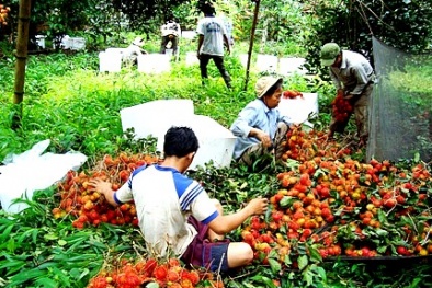 Đồng Nai: Xây dựng thương hiệu cho đặc sản chôm chôm Long Khánh