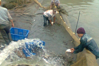 Hải Phòng: Nâng cao năng suất thủy sản nhờ ứng dụng chế phẩm sinh học