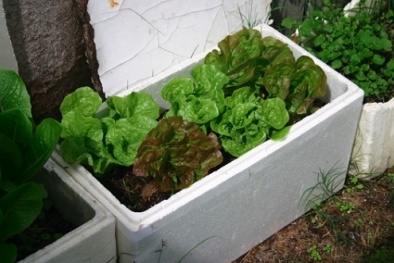 Kỹ thuật trồng rau sạch trong thùng xốp dễ làm, tiết kiệm 