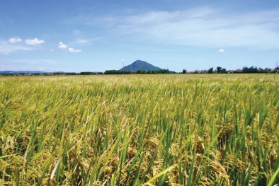 Tăng năng suất lúa nhờ áp dụng công nghệ sinh học