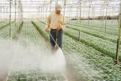 An Giang: Ứng dụng công nghệ cao tăng năng suất cây giống rau