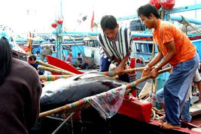 Tàu Trung Quốc ngang ngược trấn lột hải sản ngư dân:  'Ai chuyển chậm bị đạp ngay lập tức'