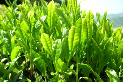 Kỹ thuật trồng chè xanh cho chất lượng cao nhất 