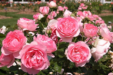 Kỹ thuật trồng hoa hồng trong chậu đúng cách cho hoa đẹp, tươi lâu