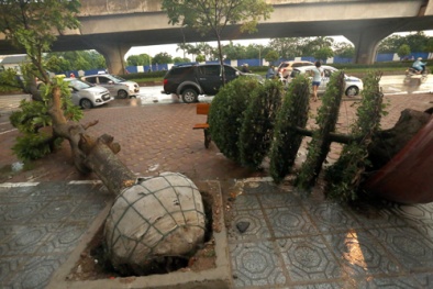 Lãnh đạo Sở Xây dựng Hà Nội nói về việc cây xanh bật gốc lộ nguyên bọc nylon