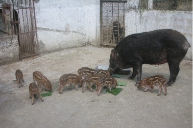 Kỹ thuật thúc lợn rừng đẻ 'mắn', thịt ngon