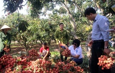 Vải thiều đang được giá