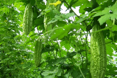 Phụ nữ có thai và cho con bú nên tránh xa mướp đắng