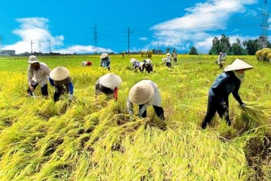 Hà Nội sắp có thêm 17 điểm sản xuất lúa hàng hóa chất lượng cao