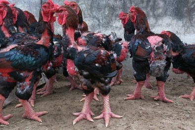 Kỹ thuật nuôi gà Đông Tảo chân 'khủng' nổi tiếng