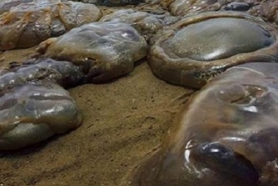 Sứa khổng lồ lại ồ ạt 'phơi mình' dọc bờ biển Anh do đâu?