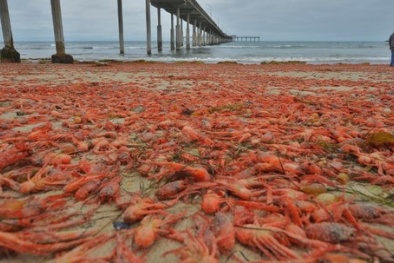 Hàng trăm ngàn con cua đỏ thi nhau 'oanh tạc' bờ biển California