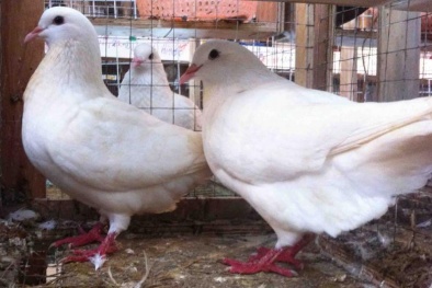 Kỹ thuật chọn giống chim bồ câu Pháp cho năng suất chất lượng tốt