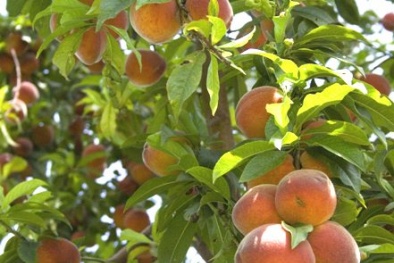 Kỹ thuật trồng cây đào cho năng suất quả cao