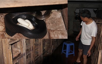 Nỗi lo của làng rắn trăm tỷ