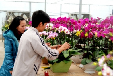 Quảng Ninh: Hoa Hoành Bồ vươn mình nhờ ứng dụng công nghệ cao