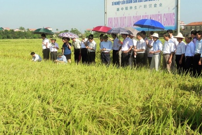 Quảng Ninh: Sản xuất tập trung gắn xây dựng thương hiệu sản phẩm nông nghiệp