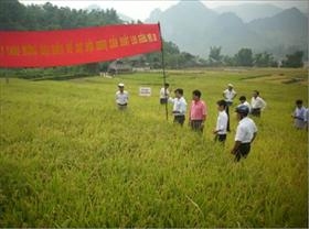 Hải Phòng: Sản xuất lúa hàng hóa VietGAP nâng cao năng suất chất lượng 