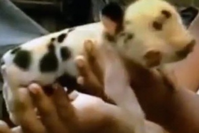 Xôn xao chú heo con 2 đầu, 3 mắt hiếm thấy ở Colombia