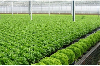 Phát triển thị trường rau quả sạch tại Việt Nam