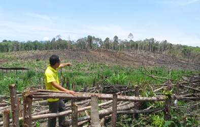 Rừng Tây Nguyên bị 'bức tử', vì đâu?