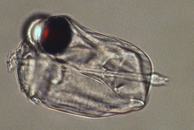 Phát hiện sinh vật biển không não, một mắt săn mồi cực lợi hại