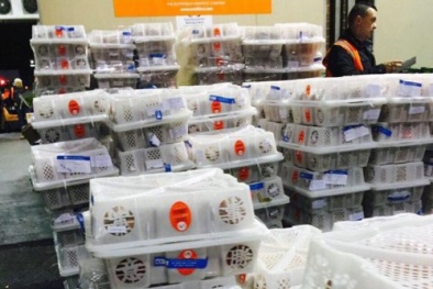 Thêm nhiều doanh nghiệp đưa vải sang Australia