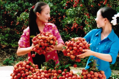 Miễn phí kiểm dịch quả vải xuất ngoại