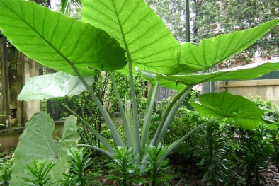 Cách phân biệt dọc mùng và ráy tránh ngứa ‘rách miệng’