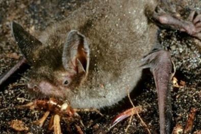 Phát hiện hóa thạch dơi cổ đại khổng lồ di chuyển bằng 4 chân