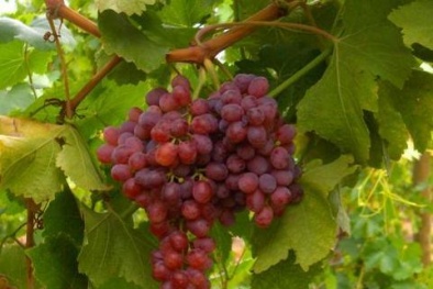 Kỹ thuật trồng nho trên sân thượng cho quả chín mọng 