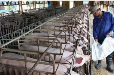 Người chăn nuôi trước thách thức sống còn