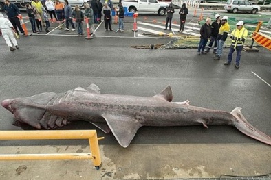 Cá mập hiếm sa lưới ngư dân sau gần cả thế kỷ 'bặt tăm'