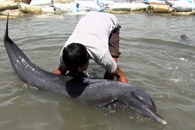 Giải cứu cá heo quý hiếm mắc cạn ở Vũng Tàu