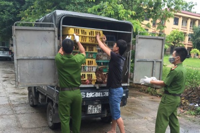 Công an truy đuổi xe tải chở hàng tấn gà lậu tuồn vào Việt Nam