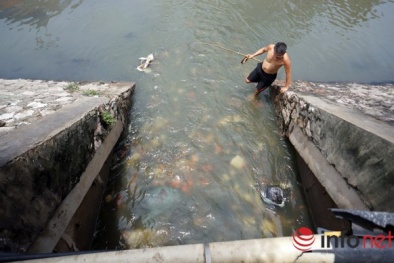 Hà Nội: Bắt hàng tạ cá trong ống cống