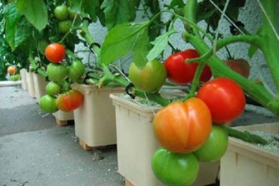 Kỹ thuật trồng cà chua trong thùng xốp đơn giản, tiết kiệm